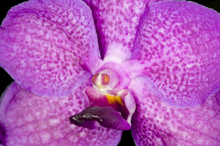 Exotic Orchid Flower #20 Photograph by C Ribet