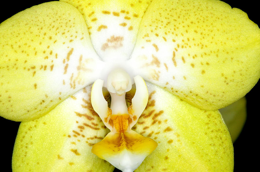 Exotic Orchids of C Ribet #20 Photograph by C Ribet