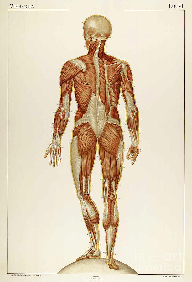 Historical Anatomical Illustration #27 Photograph by Science Source