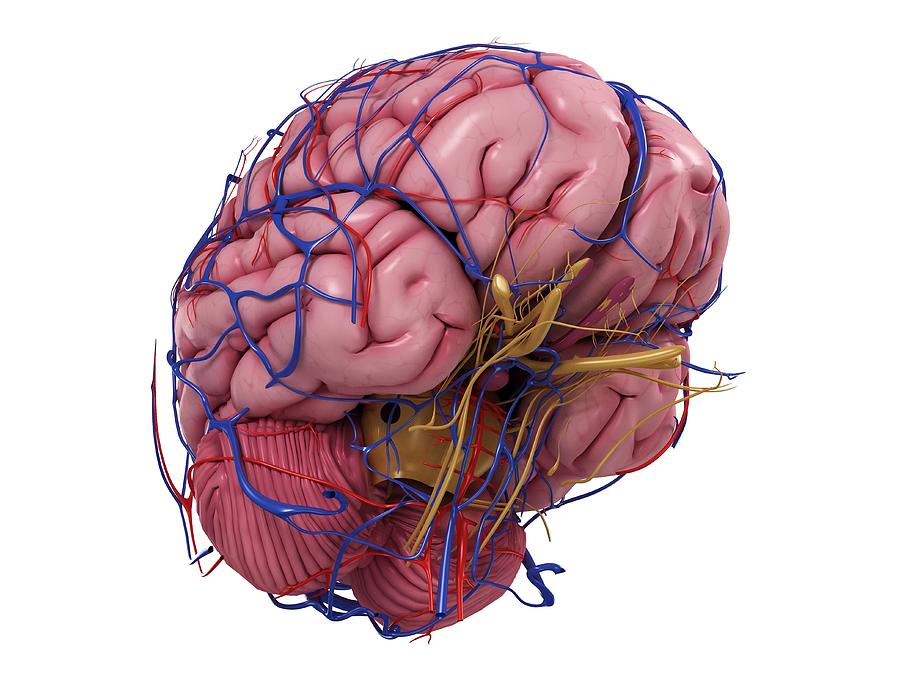 Human Brain, Artwork #20 Digital Art by Sciepro