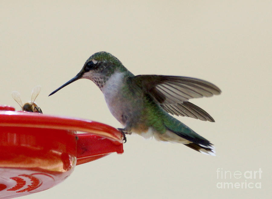 Bird Photograph - Hummingbird #20 by Lori Tordsen