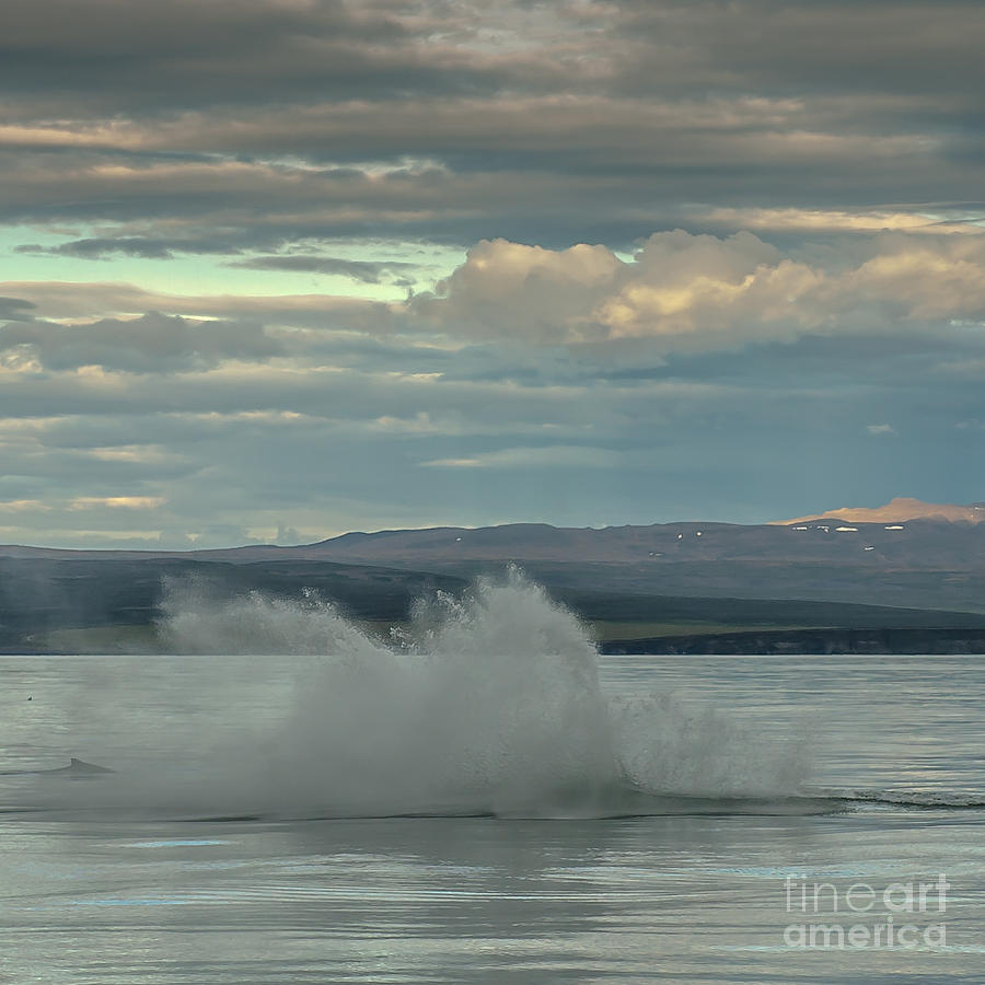 Humpback Whale #20 Photograph by Jorgen Norgaard