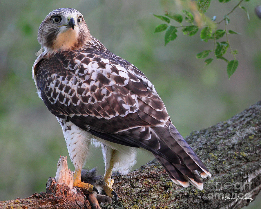 Immature Red Tail Hawk #20 Photograph by Steve Javorsky