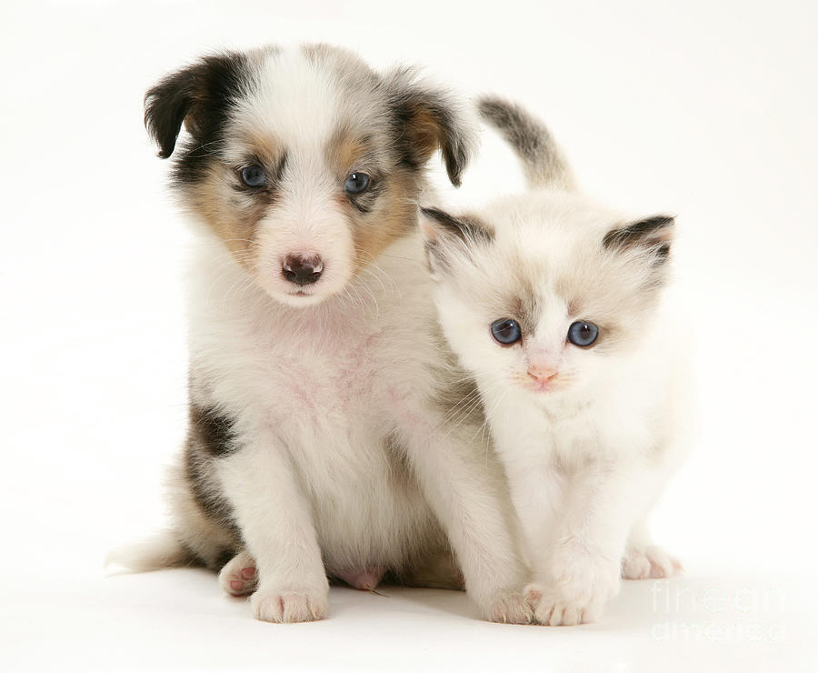 Kitten And Pup #20 Photograph by Jane Burton