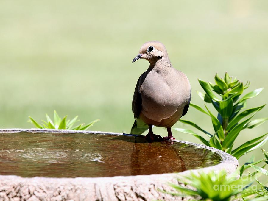 Mourning Dove #20 Photograph by Jack R Brock