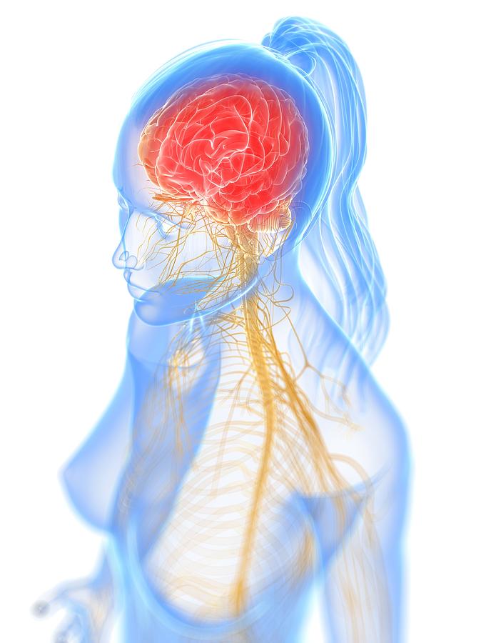 Nervous System, Artwork #20 Digital Art by Sciepro
