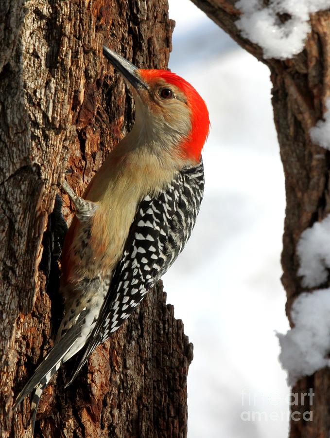 Red-bellied Woodpecker #20 Photograph by Jack R Brock