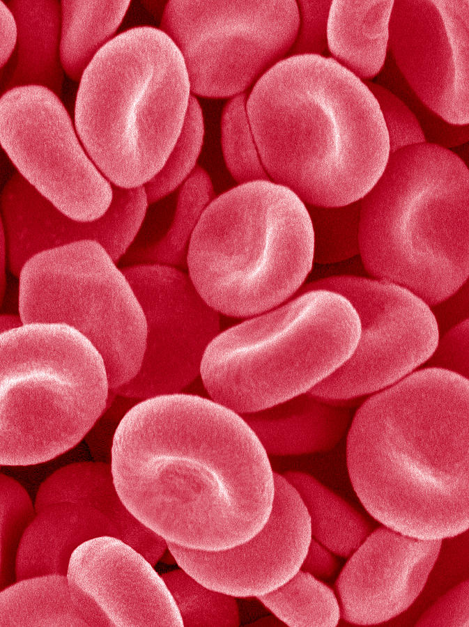 Red Blood Cells, Sem Photograph by Susumu Nishinaga - Fine Art America