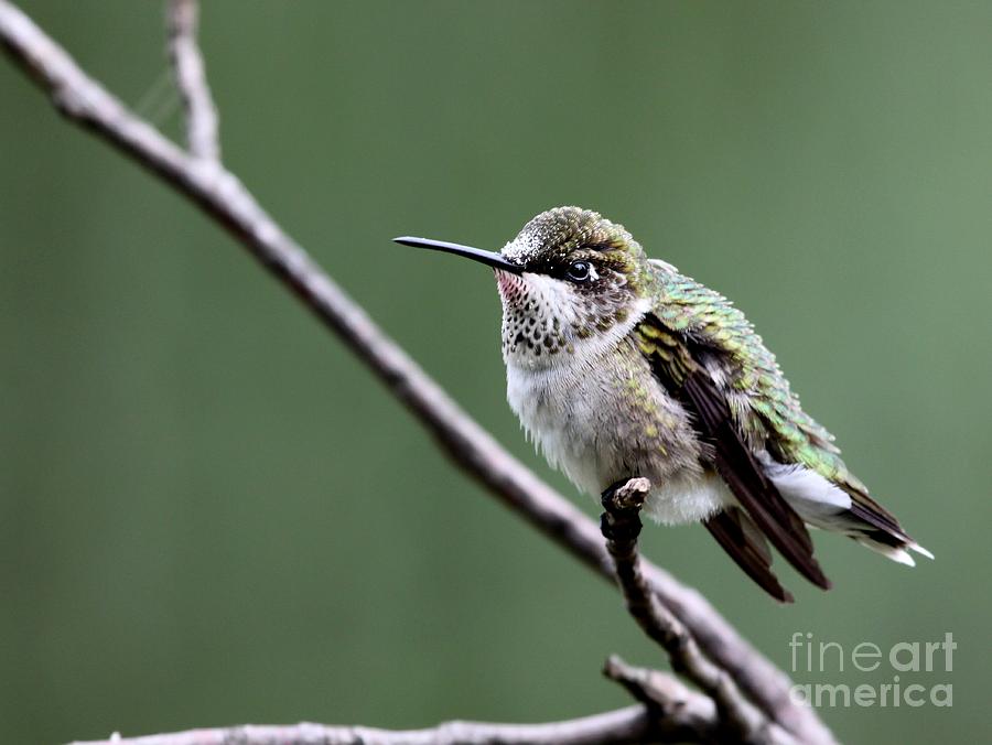 Ruby-throated Hummingbird #20 Photograph by Jack R Brock