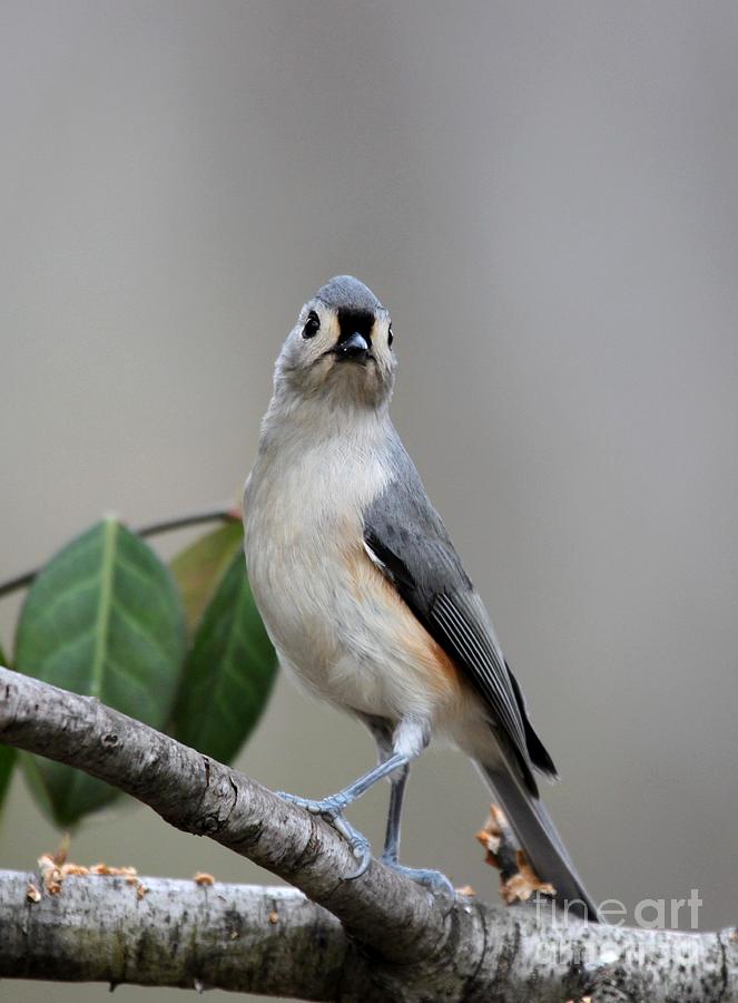 Tufted Titmouse #20 Photograph by Jack R Brock