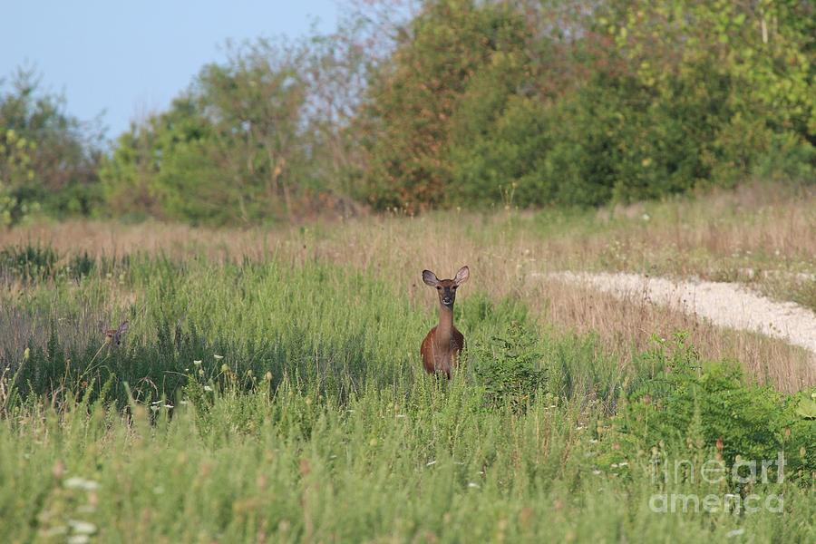 White-tailed Deer #20 Photograph by Jack R Brock