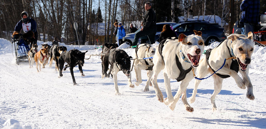 2011 Open North American Sled Dog Race Photograph by Gary Whitton