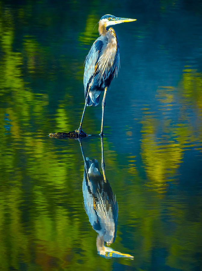Great Blue Heron #204 Photograph by Brian Stevens