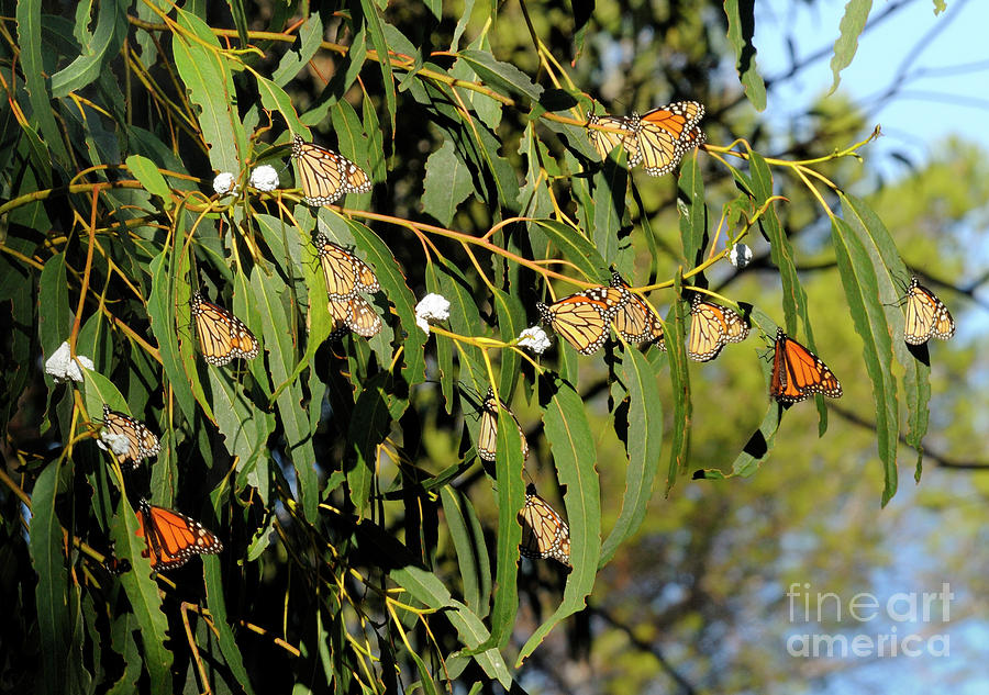 Butterflies #21 Photograph by Marc Bittan