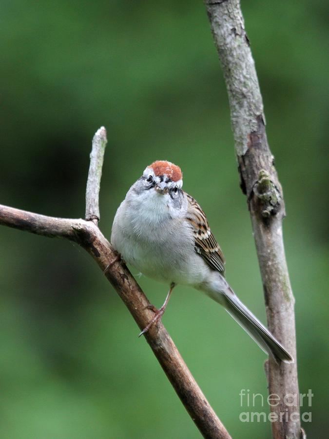 Chipping Sparrow #21 Photograph by Jack R Brock