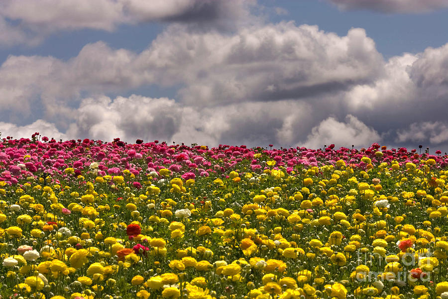 Flower Fields #21 Photograph by Daniel  Knighton