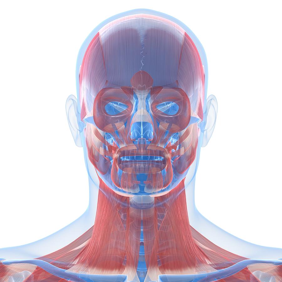 Head Anatomy, Artwork #21 Digital Art by Sciepro