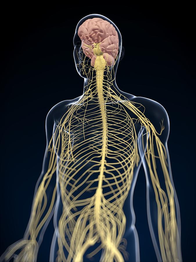 Human Nervous System, Artwork Photograph by Sciepro - Fine Art America