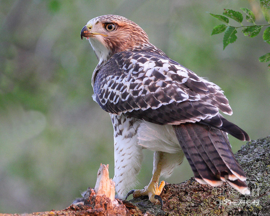 Immature Red Tail Hawk #21 Photograph by Steve Javorsky