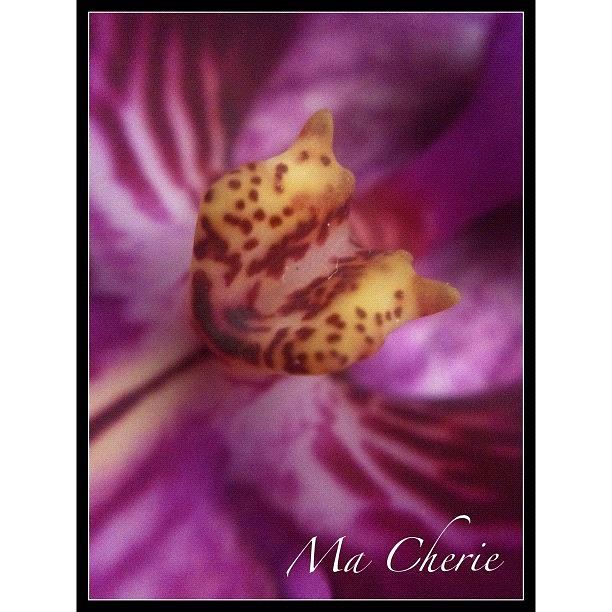 Orchid Photograph - #instadaily #iphonesia #iphoneography #21 by Sherri Galvan