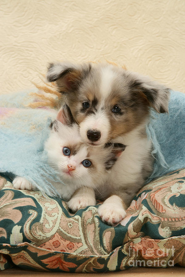 Kitten And Pup #21 Photograph by Jane Burton