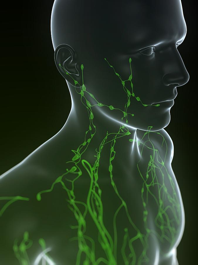 Lymphatic System, Artwork Photograph by Sciepro - Fine Art America