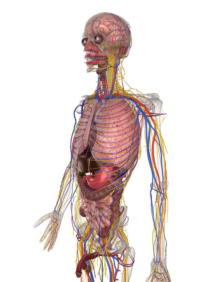 Male Anatomy, Artwork #21 Digital Art by Sciepro