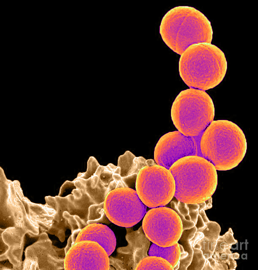 Methicillin-resistant Staphylococcus #21 Photograph by Science Source