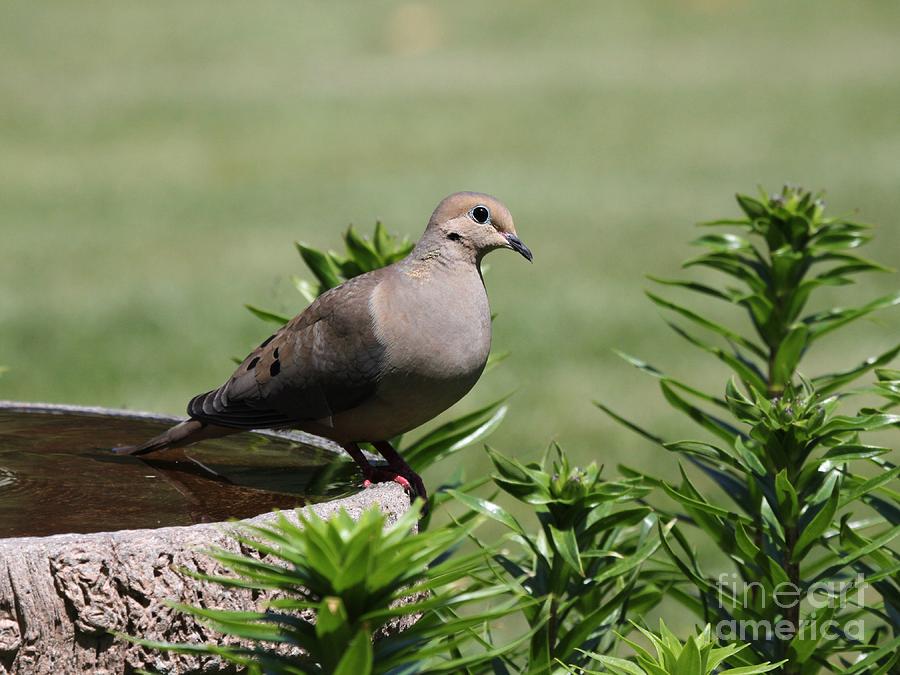 Mourning Dove #21 Photograph by Jack R Brock