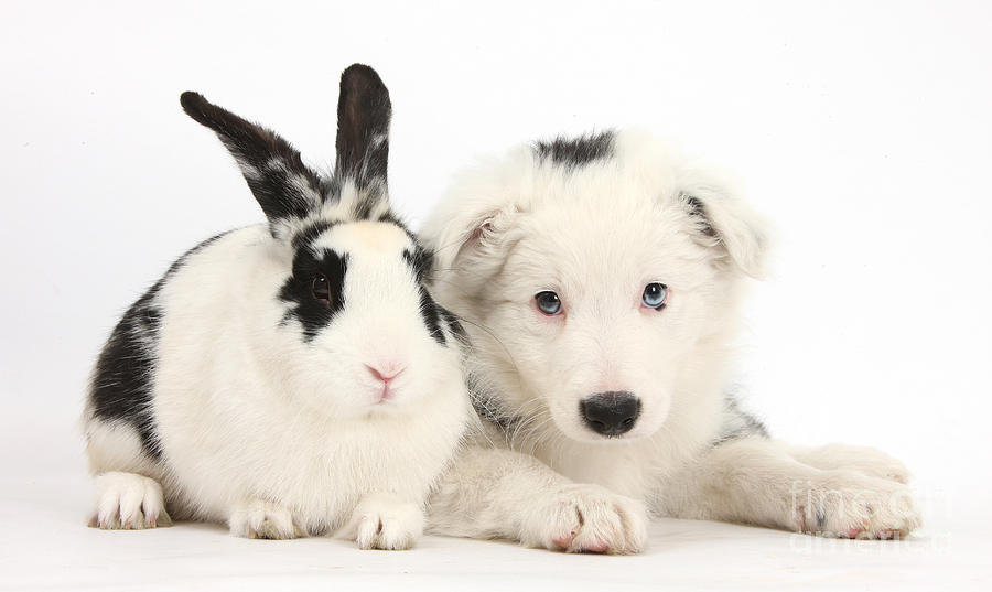 Nature Photograph - Puppy And Rabbit #21 by Mark Taylor