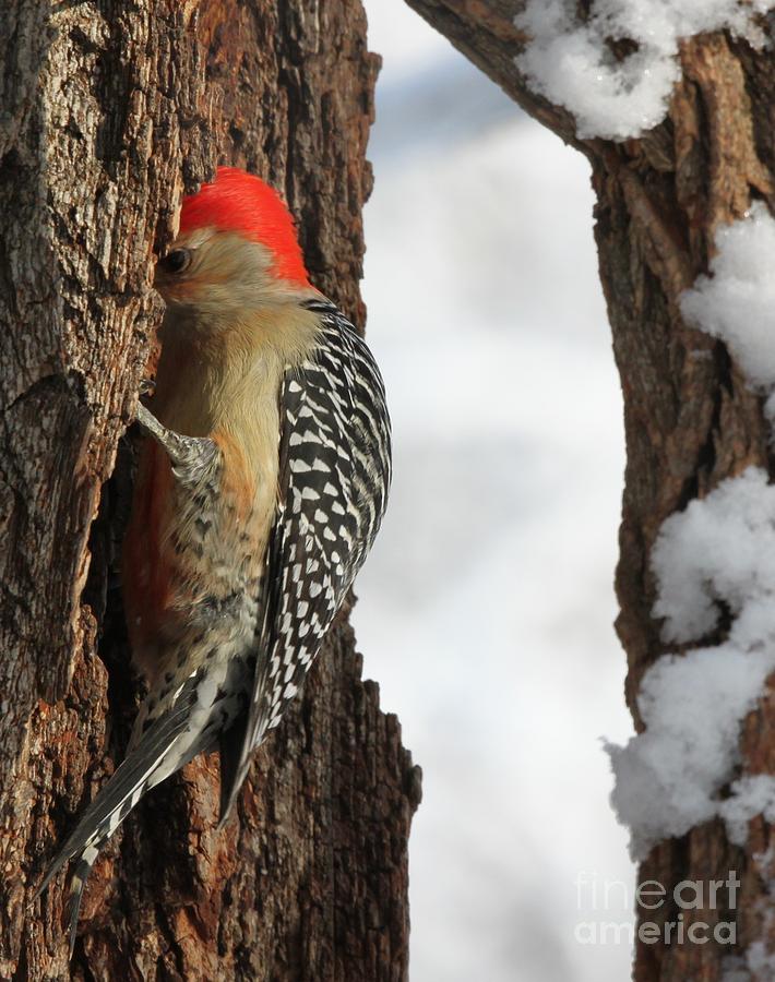 Red-bellied Woodpecker #21 Photograph by Jack R Brock