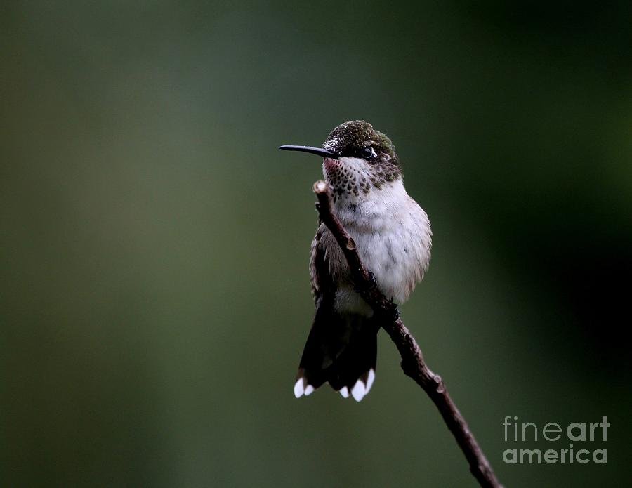 Ruby-throated Hummingbird #21 Photograph by Jack R Brock
