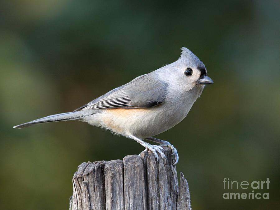 Nature Photograph - Tufted Titmouse #21 by Jack R Brock