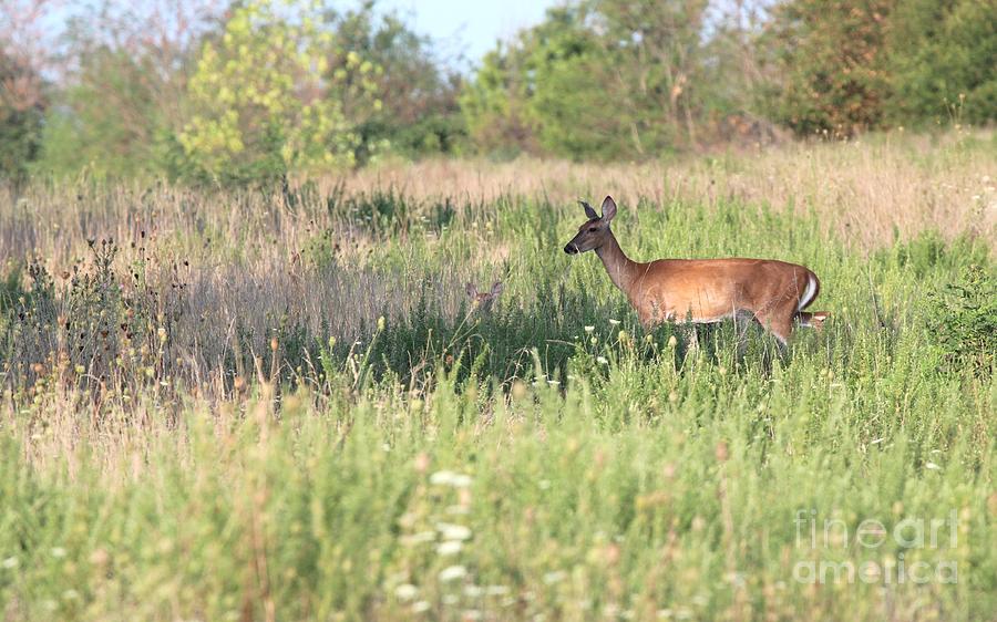 White-tailed Deer #21 Photograph by Jack R Brock