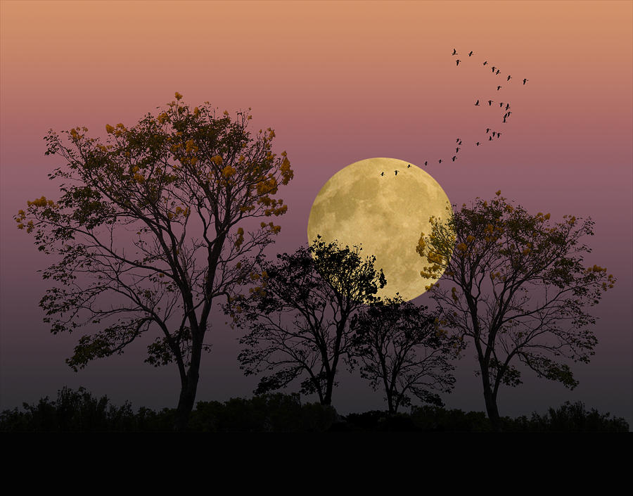 2101 Photograph by Peter Holme III