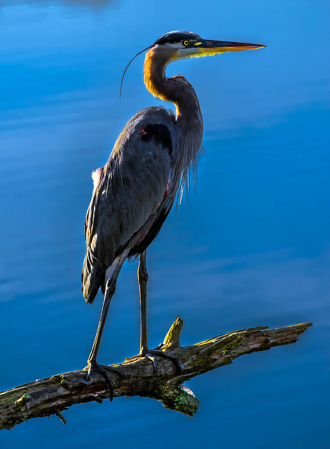 Great Blue Heron #211 Photograph by Brian Stevens