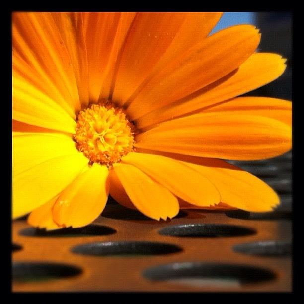 Nature Photograph - 214/365 - Daisy! #helovesmehelovesmenot #214365 by Julia Reyes