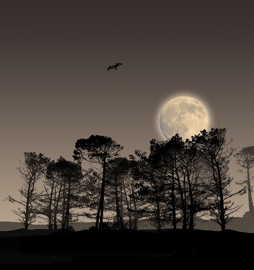 2159 Photograph by Peter Holme III