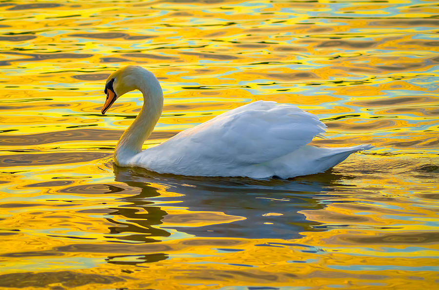 Mute Swan #216 Photograph by Brian Stevens