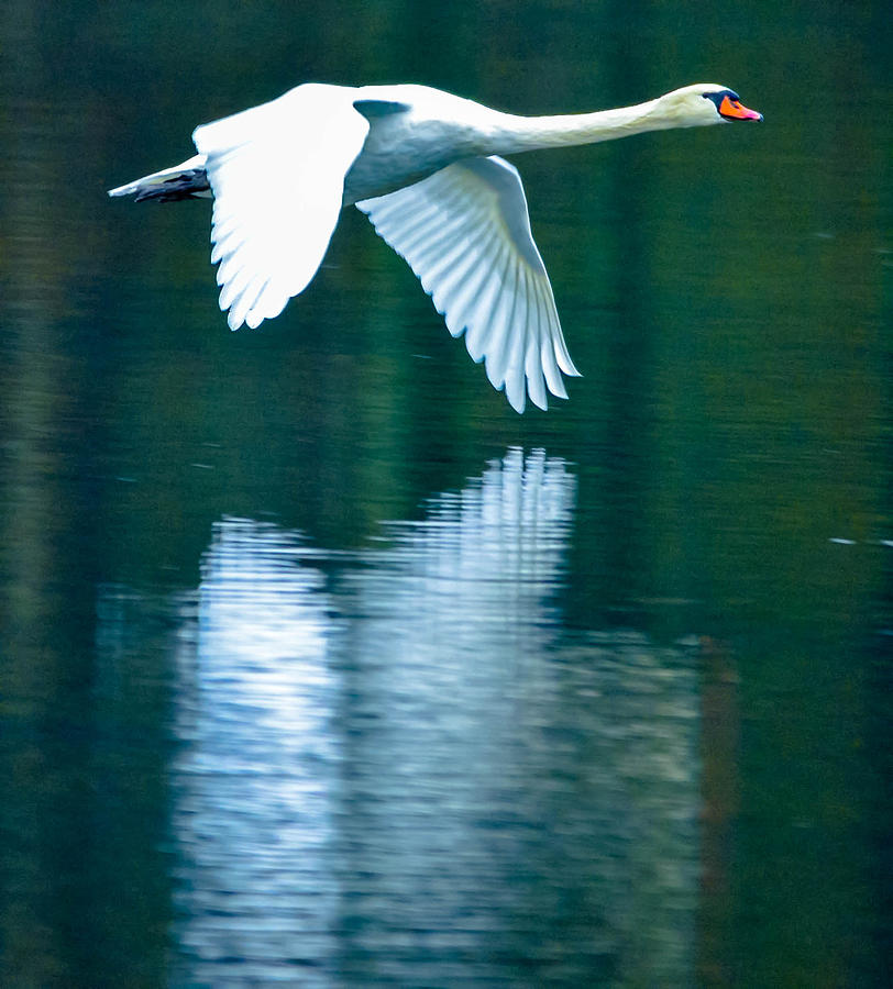 Mute Swan #218 Photograph by Brian Stevens