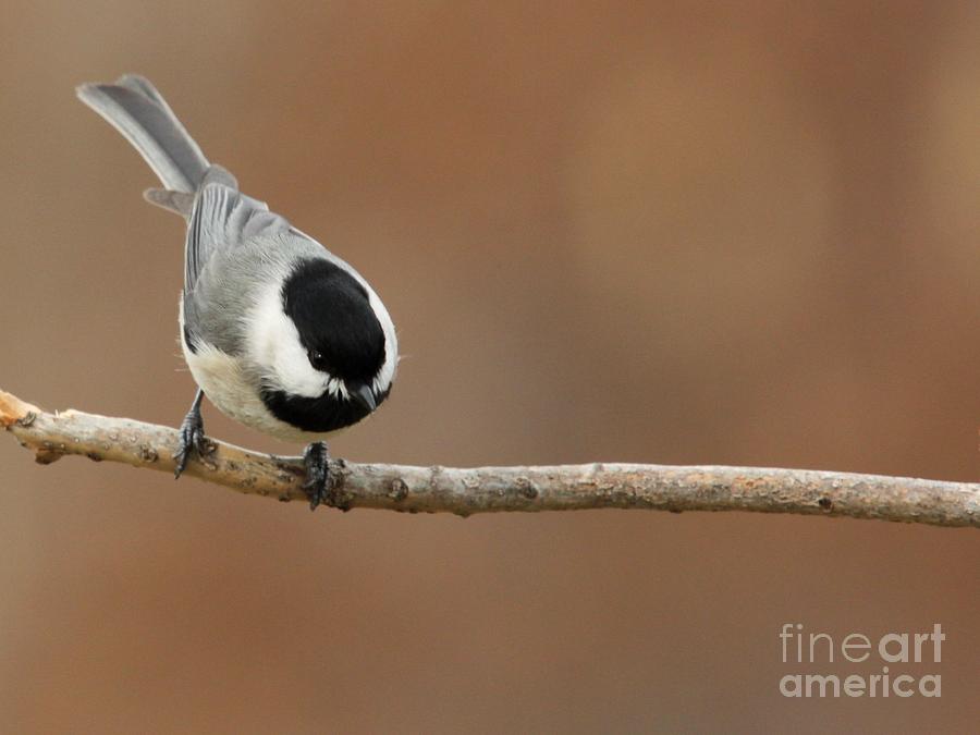 Black-capped Chickadee #22 Photograph by Jack R Brock