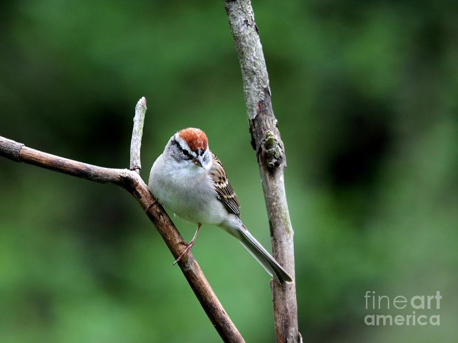 Chipping Sparrow #22 Photograph by Jack R Brock