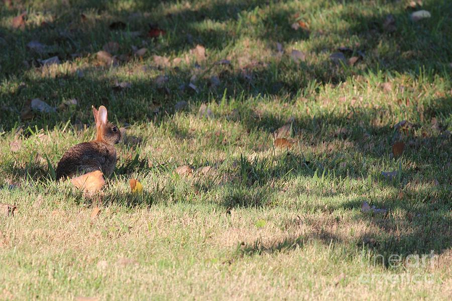 Eastern Cottontail Rabbit #22 Photograph by Jack R Brock