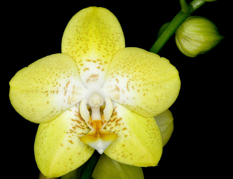 Exotic Orchids of C Ribet #22 Photograph by C Ribet