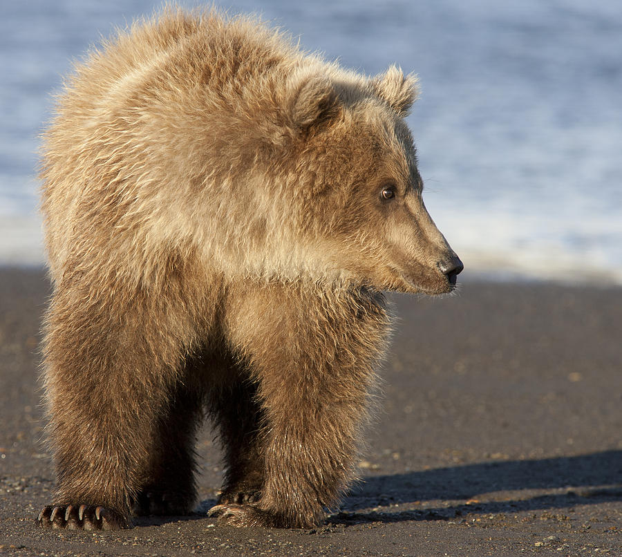 Grizzly Bear Ursus Arctos Horribilis #22 Photograph by Matthias Breiter