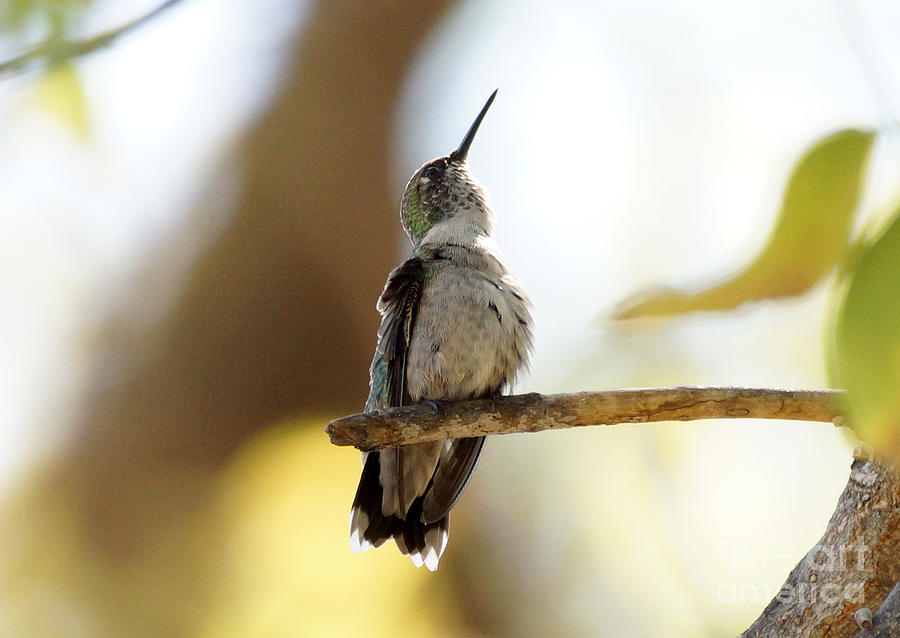 Bird Photograph - Hummingbird #22 by Lori Tordsen