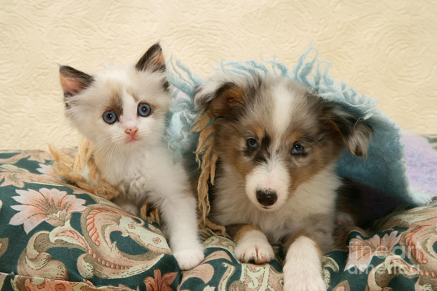 Kitten And Pup #22 Photograph by Jane Burton