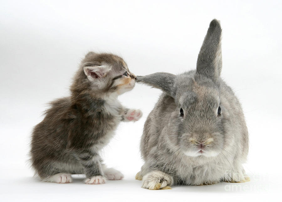 Animal Photograph - Kitten And Rabbit #94 by Mark Taylor