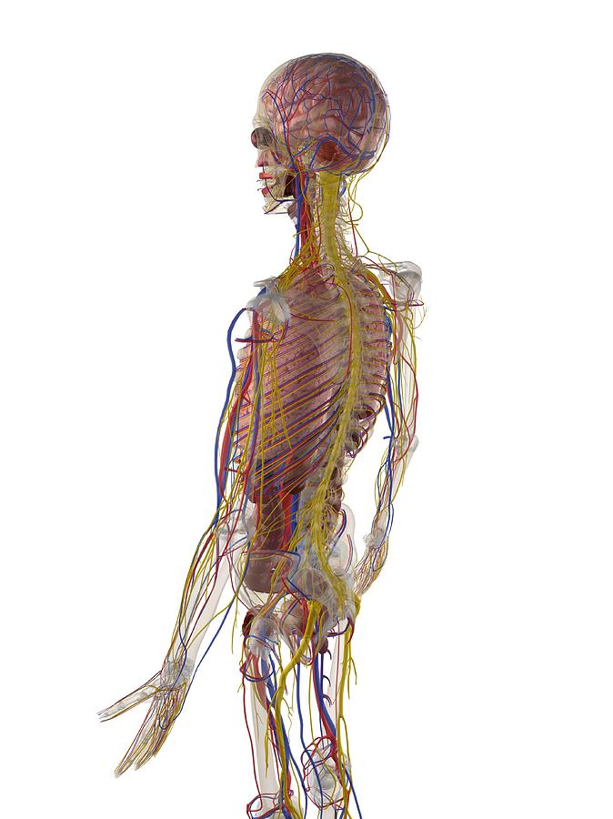 Male Anatomy, Artwork #22 Digital Art by Sciepro