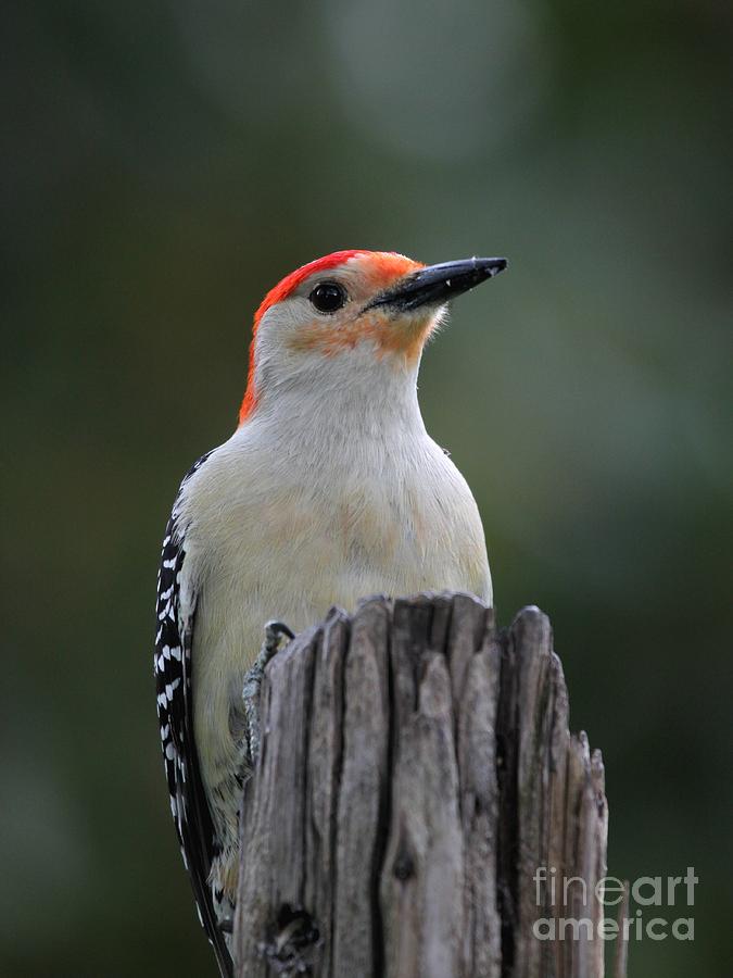 Red-bellied Woodpecker #22 Photograph by Jack R Brock